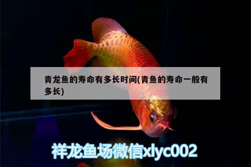 青龍魚的壽命有多長時間(青魚的壽命一般有多長) 青龍魚的壽命有多長時間(青魚的壽命一般有多長) 觀賞魚百科
