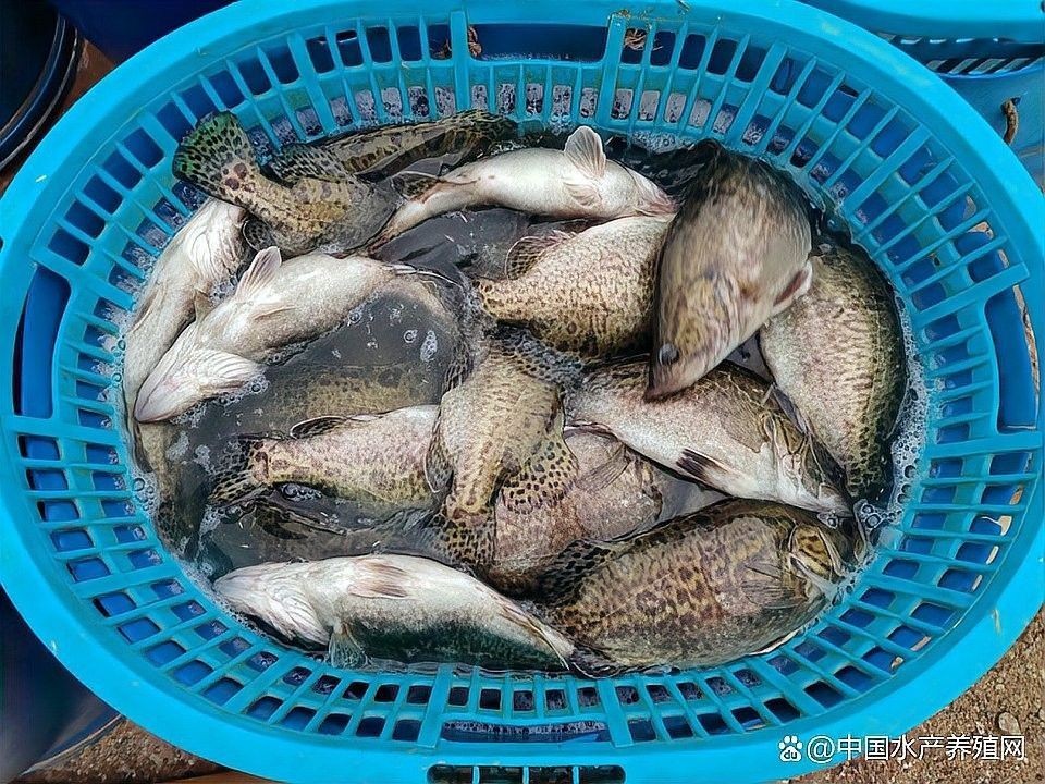 黑金龍魚的市場行情如何