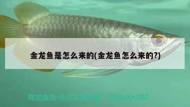 魚缸 金龍魚是怎么來的(金龍魚怎么來的?) 觀賞魚百科 金龍魚是怎么來的(金龍魚怎么來的?) 金龍魚是怎么來的(金龍魚怎么來的?) 觀賞魚百科