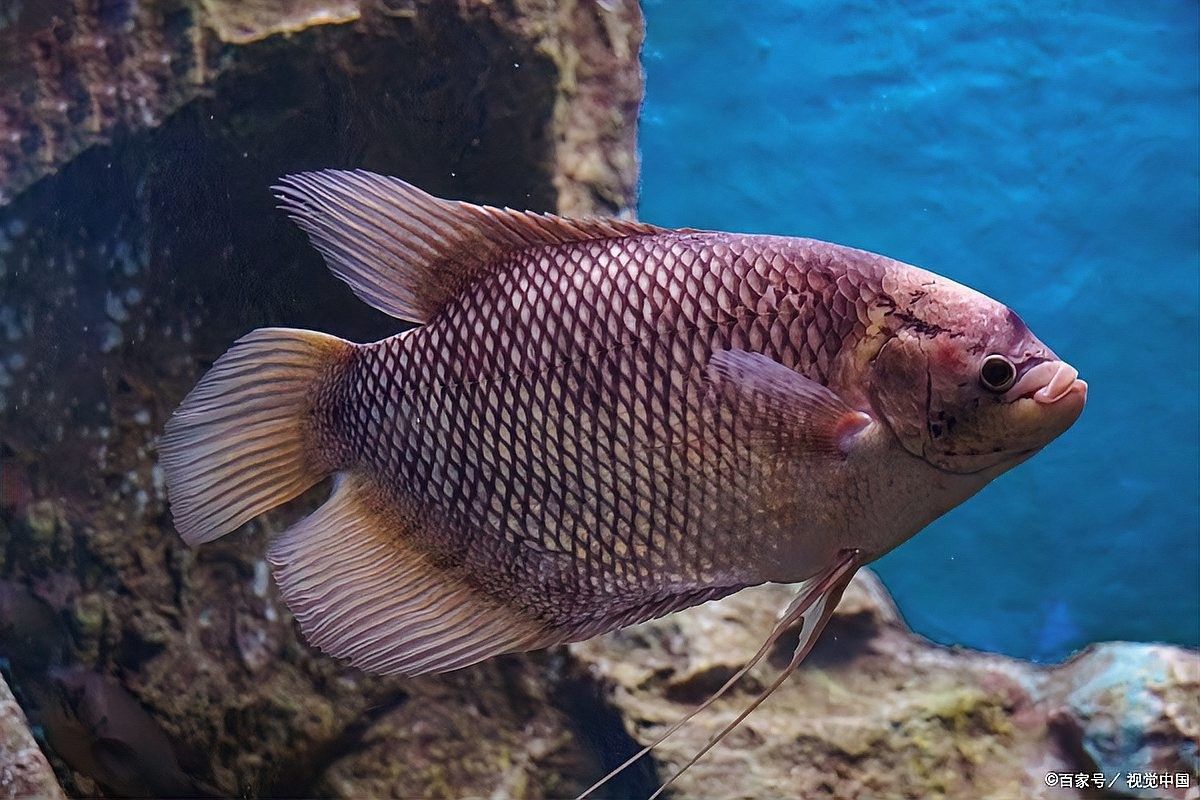 龍魚橫漂是失鰾了嗎（失鰾癥什么值得買，魚失鰾就是“絕癥”別慌）
