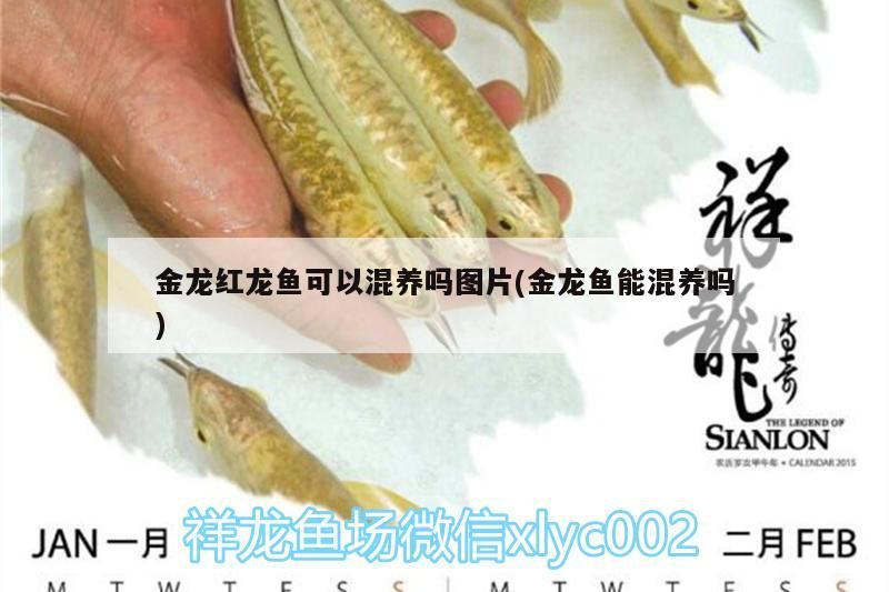 金龍紅龍魚可以混養(yǎng)嗎圖片(金龍魚能混養(yǎng)嗎)（金龍紅龍魚可以混養(yǎng)嗎）