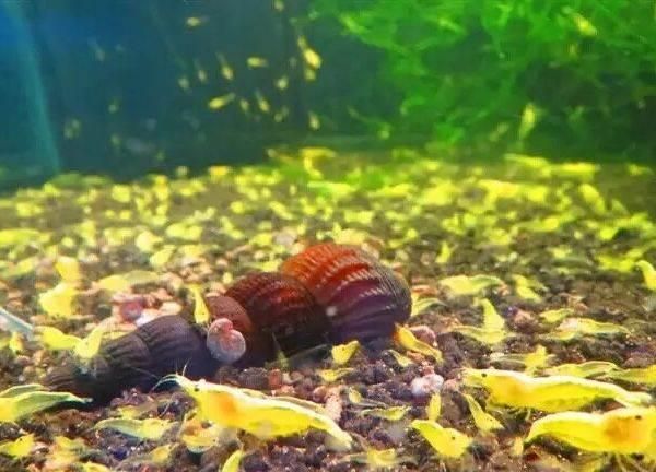 七臺河觀賞魚批發:七臺河屬于哪個市區