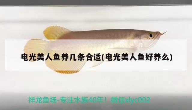 電光美人魚養(yǎng)幾條合適(電光美人魚好養(yǎng)么)