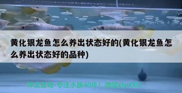 金龍魚重慶經銷商電話多少啊 重慶金龍魚供貨商電話