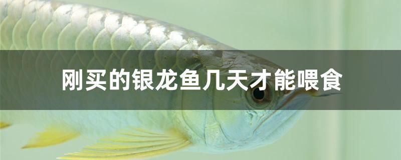 剛買的銀龍魚幾天才能喂食（如何為新買的銀龍魚喂食）