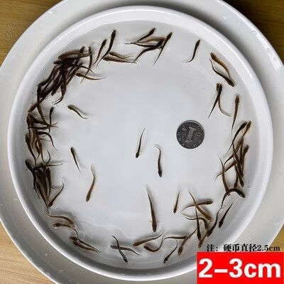 活體餌料和冷凍餌料哪個更好