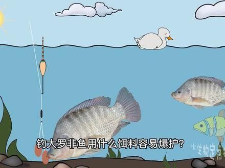 活體餌料和冷凍餌料哪個更好