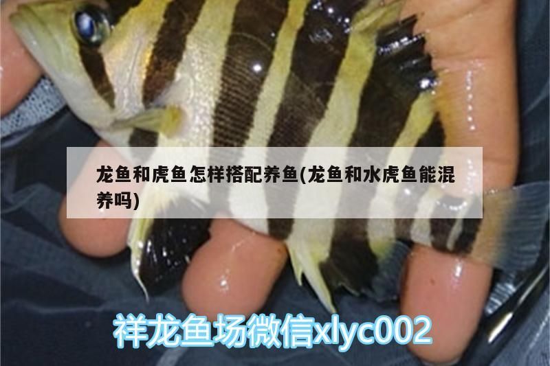 龍魚和虎魚怎樣搭配養(yǎng)魚(龍魚和水虎魚能混養(yǎng)嗎)