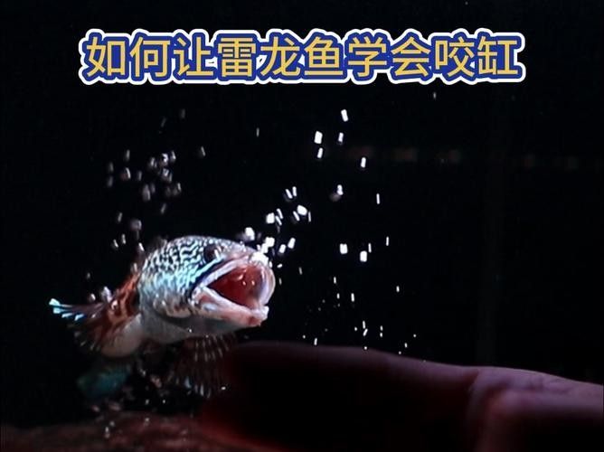 如何預防雷龍魚打架？（如何預防雷龍魚打架）