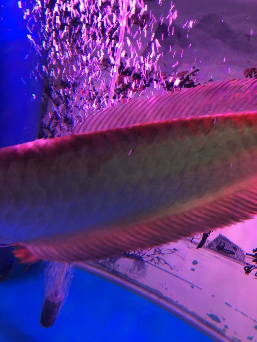 換水時把銀龍的背給燙了（你家的魚缸加的開水?,魚友成都耍耍說什么神操作都有）