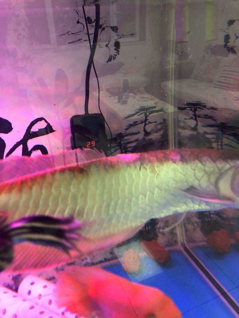 換水時把銀龍的背給燙了（你家的魚缸加的開水?,魚友成都耍耍說什么神操作都有）