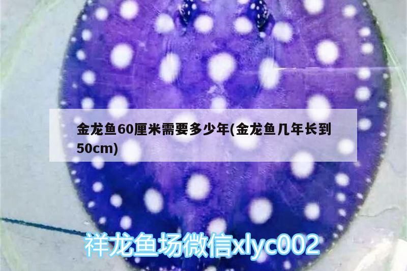 鞍山水族批發市場 鞍山魚缸廠家地址電話(鞍山魚缸廠家地址電話號碼)(鞍山魚缸廠家在鞍山魚缸廠家地理位置、聯系方式以下聯系方式) 觀賞魚百科 鞍山魚缸廠家地址電話(鞍山魚缸廠家地址電話號碼)(鞍山魚缸廠家在鞍山魚缸廠家地理位置、聯系方式以下聯系方式) 鞍山魚缸廠家地址電話(鞍山魚缸廠家地址電話號碼)(鞍山魚缸廠家在鞍山魚缸廠家地理位置、聯系方式以下聯系方式) 觀賞魚百科