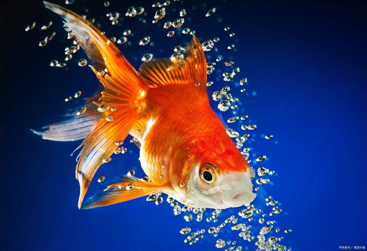 如何避免金龍魚蒙眼病（金龍魚眼睛有白膜是什么原因金龍魚眼睛有白膜是什么原因） 如何避免金龍魚蒙眼病（金龍魚眼睛有白膜是什么原因金龍魚眼睛有白膜是什么原因） 龍魚百科 第2張