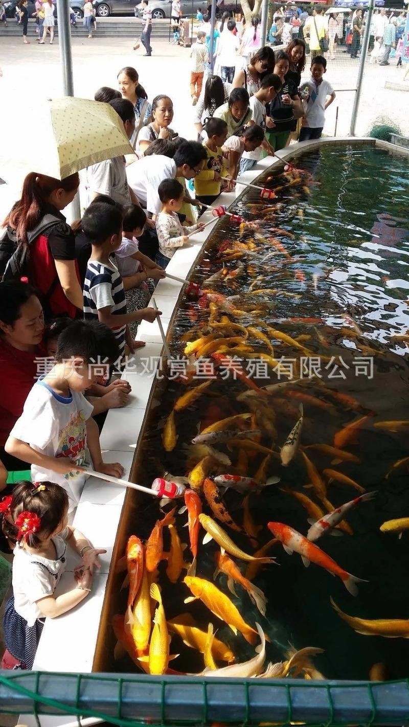 如何聯系重慶龍魚市場的商家（重慶龍魚市場如何聯系商家？）