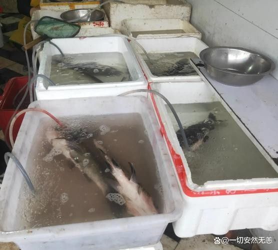 如何聯系重慶龍魚市場的商家（重慶龍魚市場如何聯系商家？）