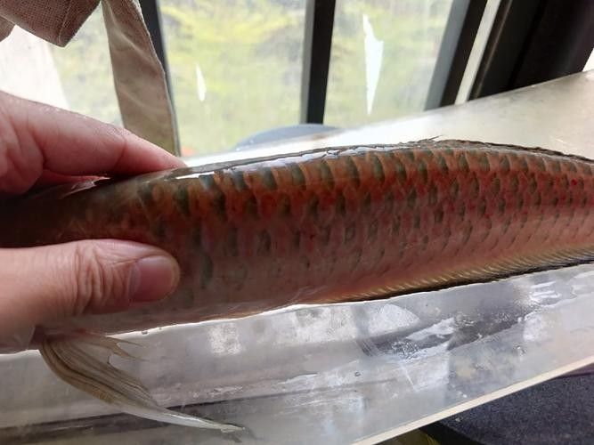 黑帶黑龍魚的價格是多少？（黑帶黑龍魚價格因尺寸、品種和銷售平臺差異較大）