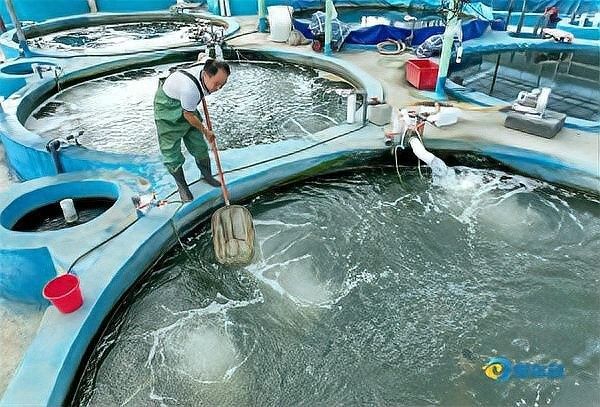 長(zhǎng)武哪個(gè)水族館龍魚好？祥龍魚場(chǎng)龍魚（武縣祥龍魚場(chǎng)龍魚養(yǎng)殖情況簡(jiǎn)要分析） 長(zhǎng)武哪個(gè)水族館龍魚好？祥龍魚場(chǎng)龍魚（武縣祥龍魚場(chǎng)龍魚養(yǎng)殖情況簡(jiǎn)要分析） 龍魚百科 第20張