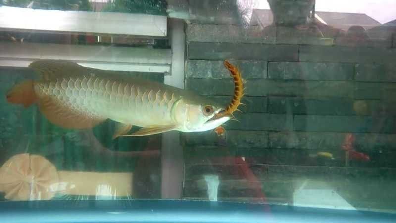 如何拍攝金龍魚吃魚的視頻（拍攝金龍魚吃魚的視頻需要哪些設備？） 如何拍攝金龍魚吃魚的視頻（拍攝金龍魚吃魚的視頻需要哪些設備？） 龍魚百科 第6張
