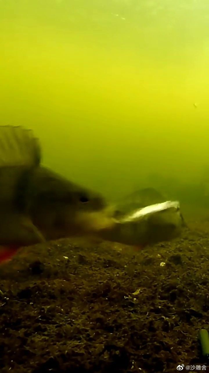 如何拍攝金龍魚吃魚的視頻（拍攝金龍魚吃魚的視頻需要哪些設備？） 如何拍攝金龍魚吃魚的視頻（拍攝金龍魚吃魚的視頻需要哪些設備？） 龍魚百科 第5張