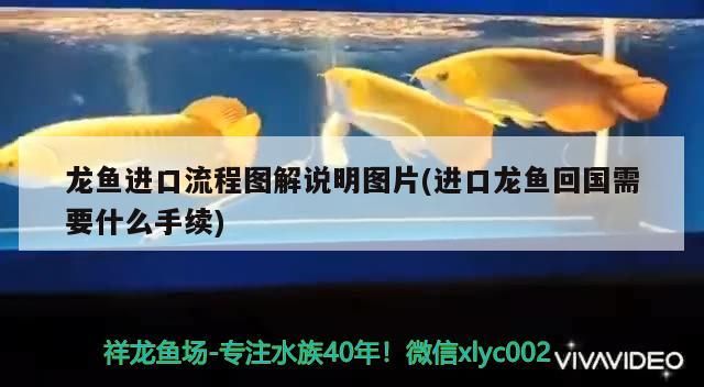 魚缸用增氧泵價格是多少:魚缸增氧機-xtrac增氧機-xtrac增氧機 龍魚進口流程圖解說明圖片(進口龍魚回國需要什么手續(xù)) 觀賞魚百科 龍魚進口流程圖解說明圖片(進口龍魚回國需要什么手續(xù)) 龍魚進口流程圖解說明圖片(進口龍魚回國需要什么手續(xù)) 觀賞魚百科