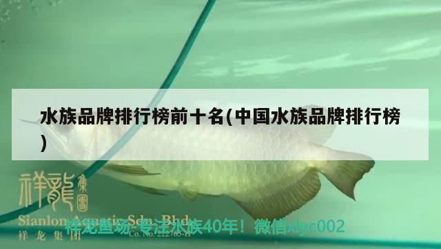 我的虎魚真菌感染了要怎么處理 水族品牌排行榜前十名(中國水族品牌排行榜)(中國水族品牌排行榜前十名) 觀賞魚百科 水族品牌排行榜前十名(中國水族品牌排行榜)(中國水族品牌排行榜前十名) 水族品牌排行榜前十名(中國水族品牌排行榜)(中國水族品牌排行榜前十名) 觀賞魚百科
