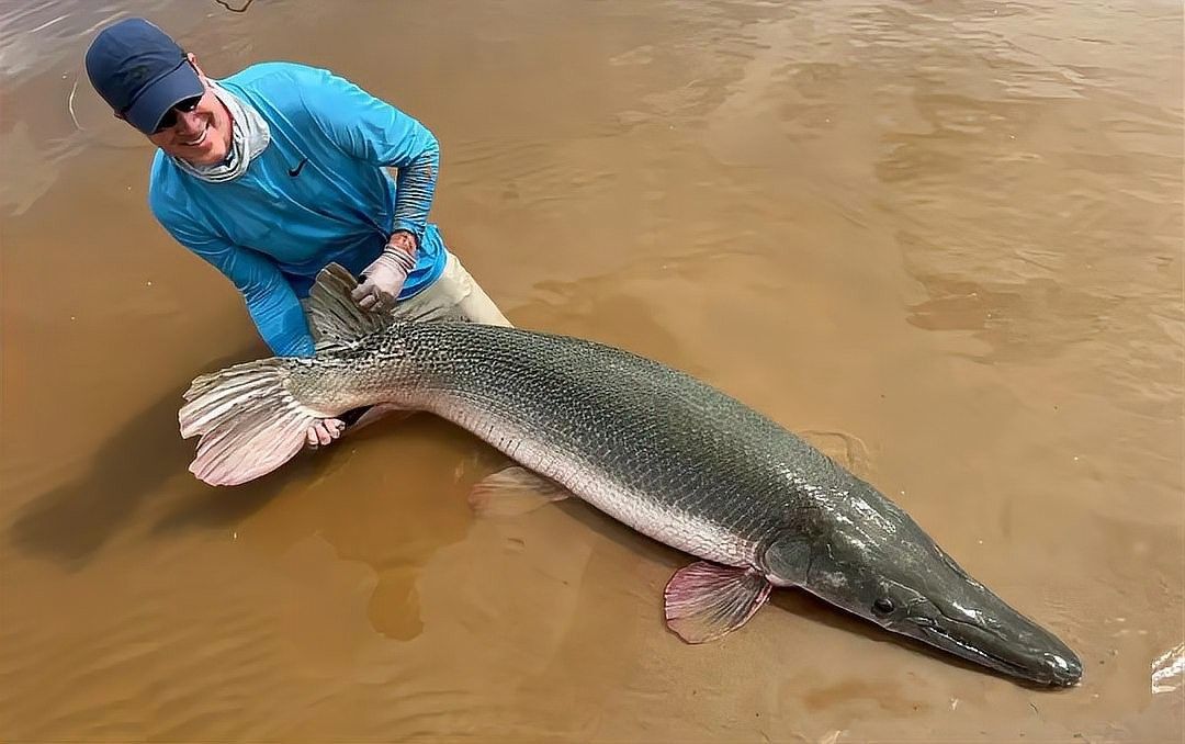 雀鱔魚能長多大？（雀雀鱔能長多大？）