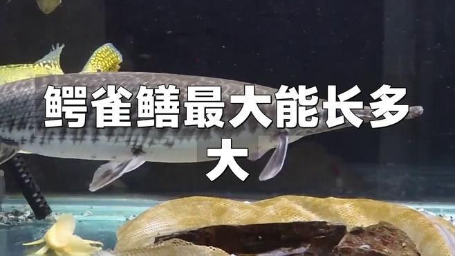 雀鱔魚能長多大？（雀雀鱔能長多大？）