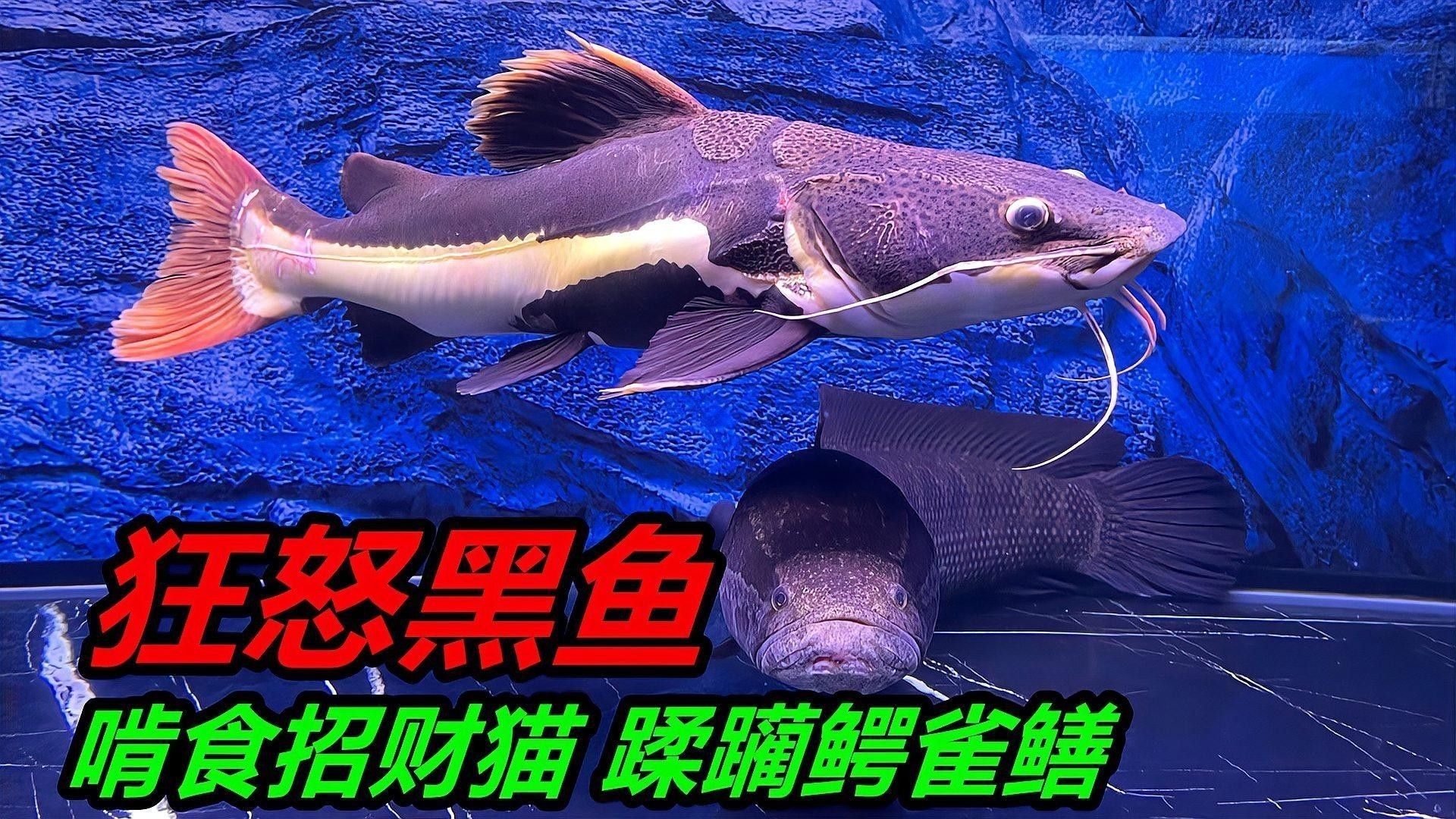 雀鱔魚能長多大？（雀雀鱔能長多大？）
