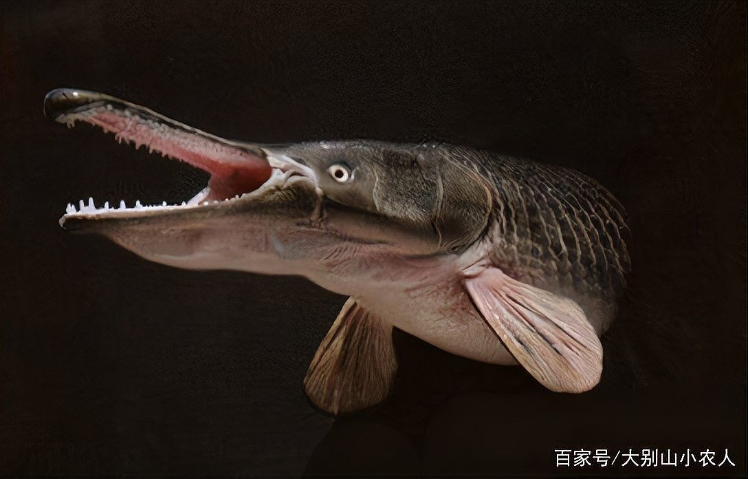 雀鱔魚能長多大？（雀雀鱔能長多大？）