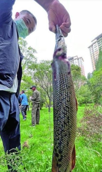 雀鱔魚能長多大？（雀雀鱔能長多大？）