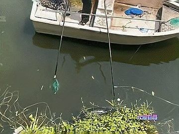 雀鱔魚能長多大？（雀雀鱔能長多大？）