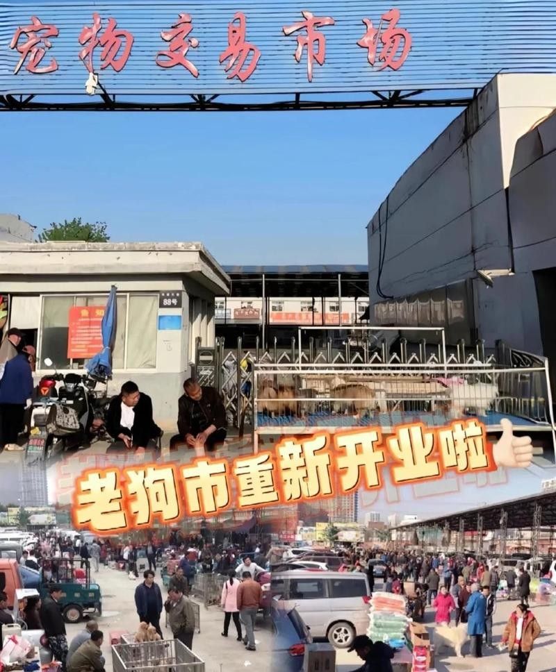 給我推薦一些杭州的寵物市場（杭州寵物市場）