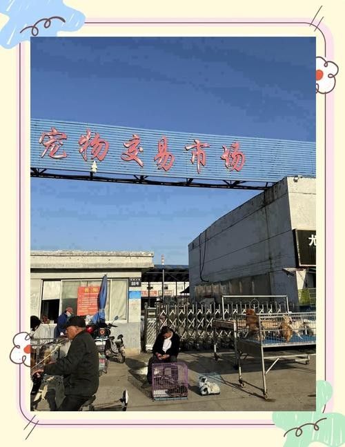 給我推薦一些杭州的寵物市場（杭州寵物市場）