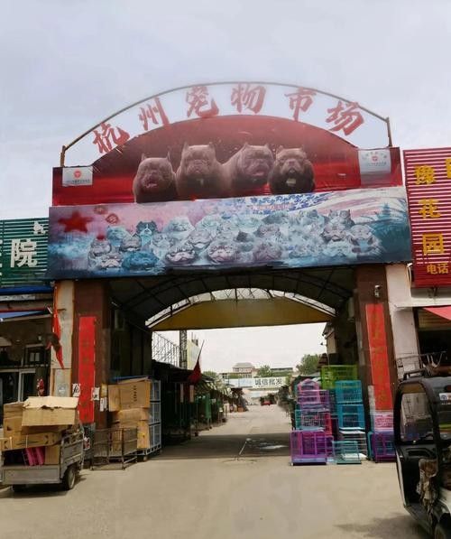 給我推薦一些杭州的寵物市場（杭州寵物市場）