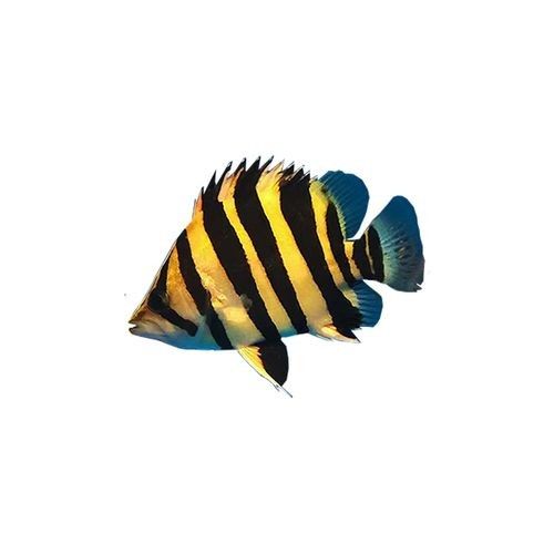 哪些商家賣紅金龍魚比較可靠（尋找可靠的紅金龍魚商家時需要仔細甄別，以下步驟和要點） 哪些商家賣紅金龍魚比較可靠（尋找可靠的紅金龍魚商家時需要仔細甄別，以下步驟和要點） 龍魚百科 第4張