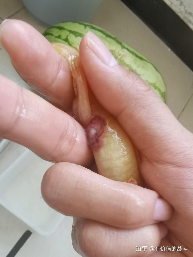 六角恐龍魚腳爛了如何治療？（六角恐龍魚的腳爛了怎么辦） 六角恐龍魚腳爛了如何治療？（六角恐龍魚的腳爛了怎么辦） 龍魚百科 第7張