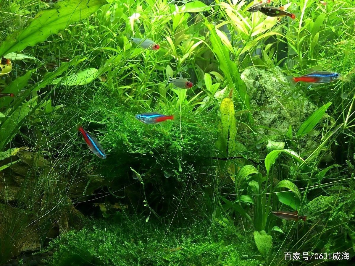 恐龍魚和神仙魚混養需要多大的魚缸（養恐龍魚和神仙魚時需要選擇合適大小的魚缸）