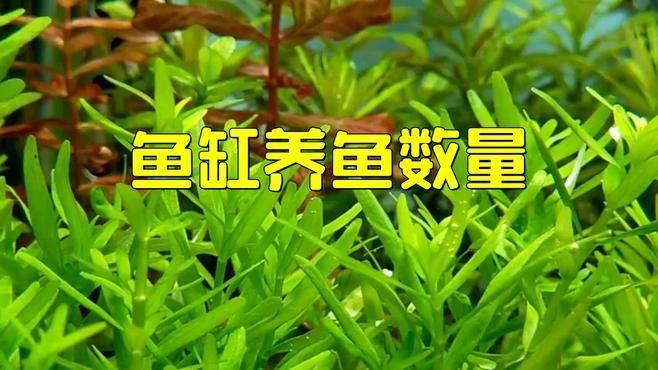 恐龍魚和神仙魚混養需要多大的魚缸（養恐龍魚和神仙魚時需要選擇合適大小的魚缸）
