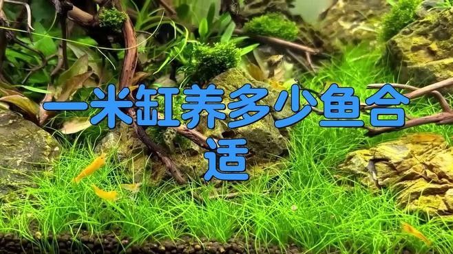 恐龍魚和神仙魚混養需要多大的魚缸（養恐龍魚和神仙魚時需要選擇合適大小的魚缸）