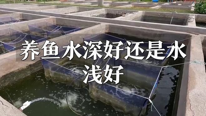 恐龍魚和神仙魚混養需要多大的魚缸（養恐龍魚和神仙魚時需要選擇合適大小的魚缸）
