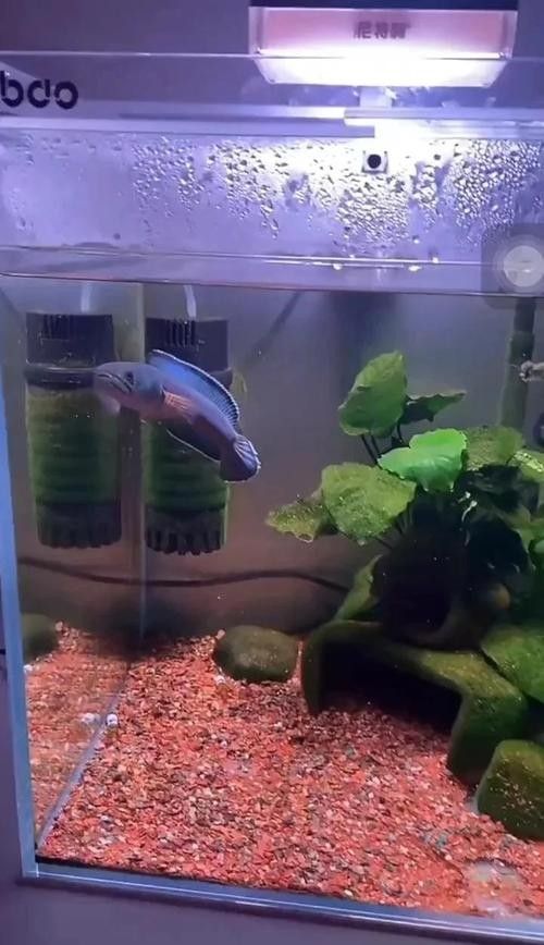 如何為七彩雷龍魚提供足夠的游動空間（七彩雷龍魚創造適宜生活環境的一些建議，打造雷龍生態缸）