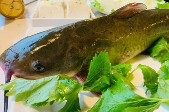 黔魚的價格是多少（淡水魚價格上漲勢頭不減你家餐桌上還有魚嗎）