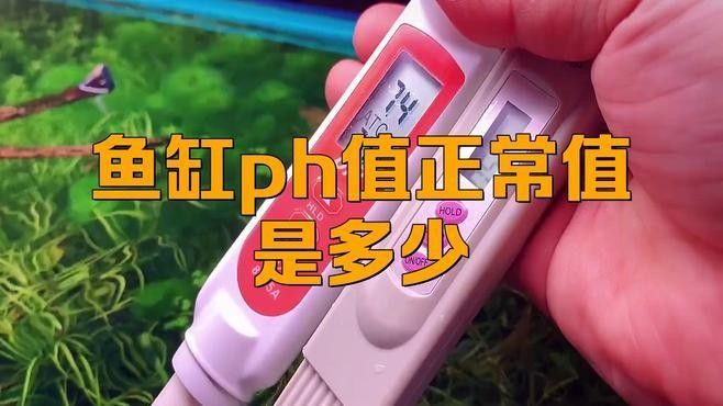 如何判斷魚缸pH值是否合適？（如何判斷魚缸ph值是否合適）