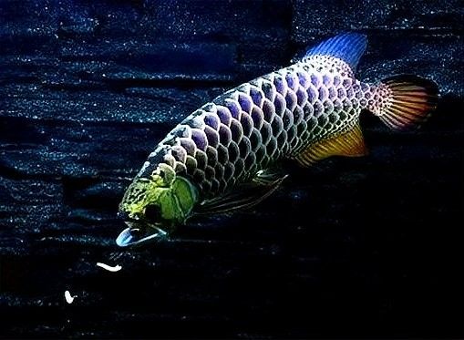 高背金龍魚吃飽后會有哪些表現（金龍魚吃飽后的表現）