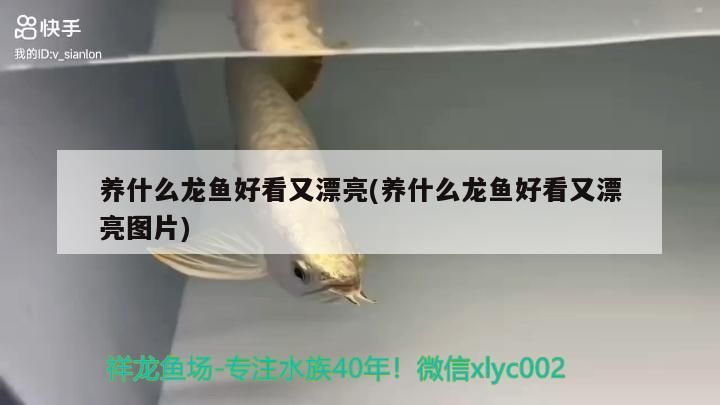 龍魚干蝦有營養(yǎng)嗎 養(yǎng)什么龍魚好看又漂亮(養(yǎng)什么龍魚好看又漂亮圖片)(養(yǎng)什么龍魚好看又漂亮) 觀賞魚百科 養(yǎng)什么龍魚好看又漂亮(養(yǎng)什么龍魚好看又漂亮圖片)(養(yǎng)什么龍魚好看又漂亮) 養(yǎng)什么龍魚好看又漂亮(養(yǎng)什么龍魚好看又漂亮圖片)(養(yǎng)什么龍魚好看又漂亮) 觀賞魚百科