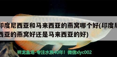 龍魚在缸里不動是什么原因 龍魚在魚缸一直不游上面是什么情況（魚缸中長時間不游動可能有多種原因）
