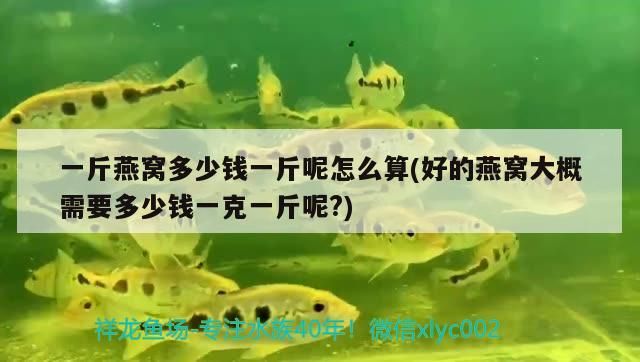 龍魚在缸里不動是什么原因 龍魚在魚缸一直不游上面是什么情況（魚缸中長時間不游動可能有多種原因）