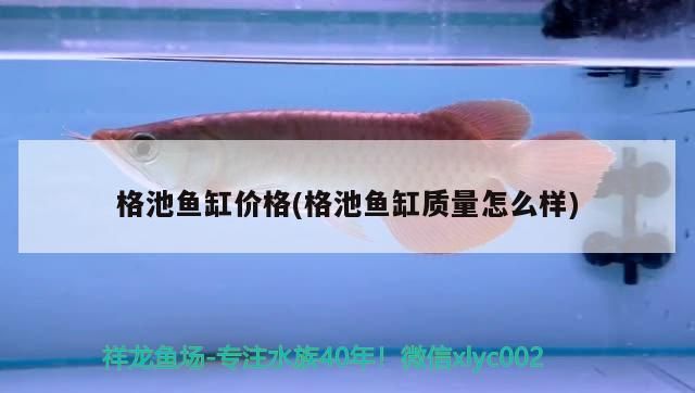 觀賞魚 青島彩蝶魚缸代理地址(青島彩蝶魚缸代理地址電話)(浙江佳璐、江蘇森森、江蘇森森、四川森森貿易魚缸) 觀賞魚百科 青島彩蝶魚缸代理地址(青島彩蝶魚缸代理地址電話)(浙江佳璐、江蘇森森、江蘇森森、四川森森貿易魚缸) 青島彩蝶魚缸代理地址(青島彩蝶魚缸代理地址電話)(浙江佳璐、江蘇森森、江蘇森森、四川森森貿易魚缸) 觀賞魚百科
