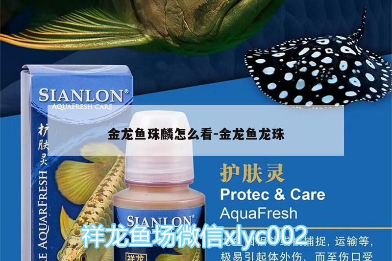 金龍魚珠麟怎么看:金龍魚龍珠（金龍魚珠麟怎么看）