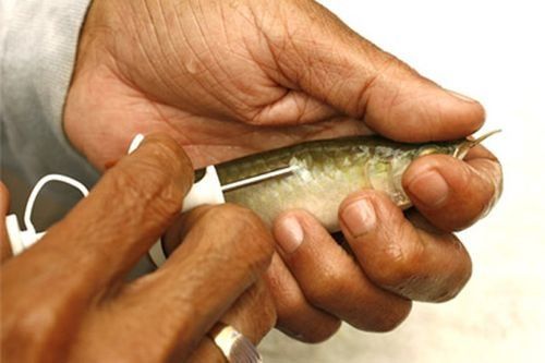 紅龍魚血統證書如何申請（怎樣申請紅龍魚血統證書？）